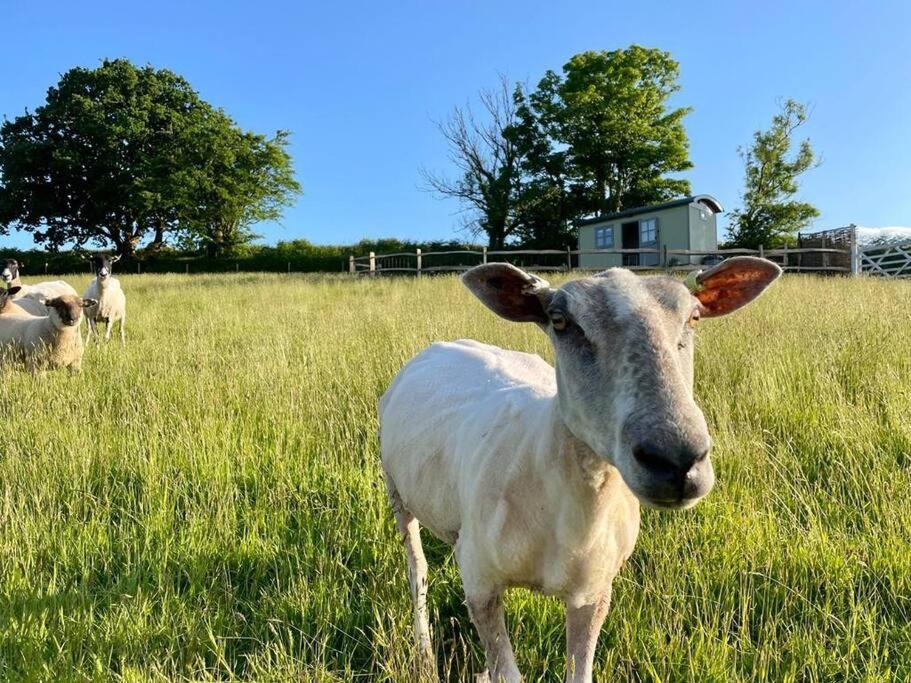 Holiday home Luxury Shepherd Hut On Small South Hams Farm, Devon *